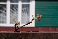 Young grapevine on a rural house background.