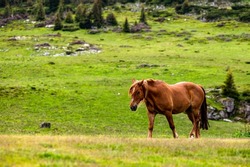 Beautiful horse in a mountain meadow. Rodna Mountains, Carpathians, Romania.