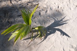 A seedling of a coconut tree