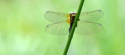 Black darter dragonfly at rest, Cors Caron, Tregaron Bog, Wales, UK