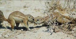 ground squirrels in Etosha, Namibie