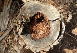 old rotten tree stump, closeup photo 