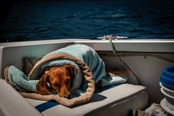 Small reddish brown dachshund dog wrapped up in a blue and brown blanket on a motor boat seat on a white boat floating on blue water.