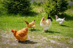Chickens and rooster feeding on rural barnyard on green grass. Hens on backyard in free range poultry eco farm. poultry farming concept.chicken coop in sunny summer day.