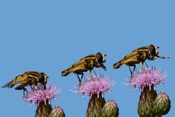 Motion study of a hover fly sitting on a purple thistle flower and moving its legs against a blue sky
