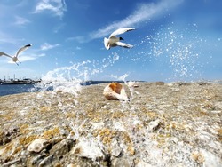 seagull  flight and seashell on stone at beach sea water splash and on horizon yachting  club harbor blue sky and ocean nature landscape