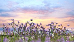 sunset sky and  lavender  wild flowers herbs at green field in countryside   sun light   clouds  summer  nature background
