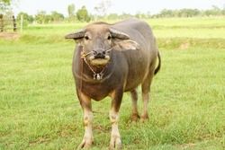 Thai buffalo walks to eat grass in a wide field.                  