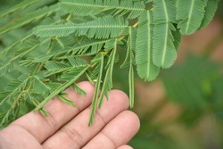 Hands touch sensitive plant  leaves 