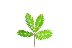 sensitive plant, sleepy plant, the touch-me-not on a white background