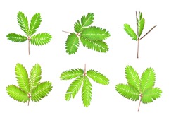 sensitive plant, sleepy plant, the touch-me-not set on a white background