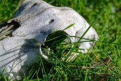Grass is growing out of the eye socket of an animal skull demonstrating the cycle of life as the skull is broken down naturally.