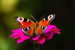 A peacock butterfly drinks nectar while sitting on the petals of a pink flower close-up on a dark background.