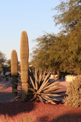 A pair of Saguaro Cactus partnered with a Century Plant in the Sonoran Desert.
