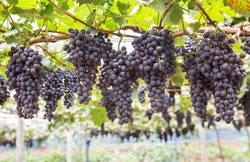 Large bunch of red wine grapes hang from a vine  with green leaves. Nature background . Wine concept.