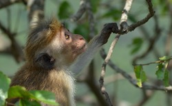 Closeup photo of cute young oldworld monkey sitting on the tree branches in Sri Lanka.