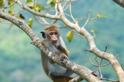 A young scratching his chin while relax by sitting on the tree branches with blue-green background in Sri Lanka.