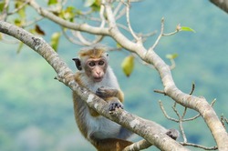 A young monkey relaxing by sitting on the tree branch an afternoon in Sigiriya Lion Rock, Sri Lanka.