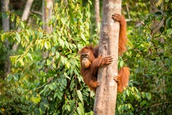 Beautiful young orangutan holding on tree in Borneo forest of Indonesia.