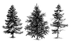 Pine trees / Christmas trees realistic hand drawn vector set, isolated over white