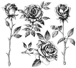 Hand drawn flower set, rose collection