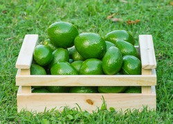 Group of Avocados on a box over the grass