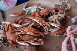 Maryland Blue crabs steamed in Old Bay and ready to eat