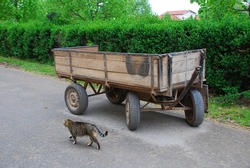 Puss passes by a agricultutal vehicle