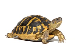 Hermann tortoise turtle d'hermann testudo hermanni isolated white background studio lighting profile view side view entire full whole