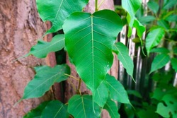 Simple green leaf of Sacred Fig Tree also call Pipal Tree, Bohhi Tree, Bo Tree, Peepul (Ficus religiosa L.) with pinnately  netted  venation. Leaf Apex is caudate. 