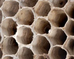 A paper wasp nest up close
