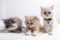 Persian kitten White background. 45 days old Cute