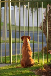 dog behind bars