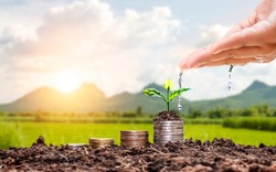 Farmers' hands are watering trees on top of coins stacked on a blurred natural background and natural light with financial growth ideas.