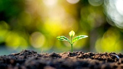 Plant seedlings or small trees that grow on fertile soil and soft sun light, including blurred green backgrounds, the concept of plant growth and ecosystems.