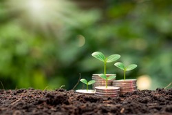 The tree is growing on a pile of coins with a natural backdrop, blurry green, money-saving ideas, and economic growth.