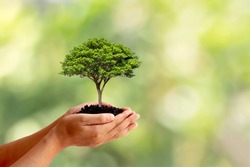 Trees are planted on the ground in human hands with natural green backgrounds, the concept of plant growth, and environmental protection.
