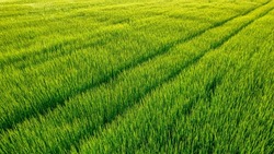 View of a green field with farmland. The drone flies over a field of wheat. Traces of agricultural machinery on the field. Green Wheat Field