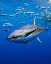 Yellowfin Tuna swimming in the blue 