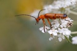 Common red soldier beetle looking at the camera
