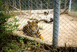 The tiger is locked in a cage, causing it to feel tortured.