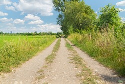 Perspective of a country road in the countryside outside Milan, Italy. Green plants on the right, green meadows on the left. The skyscrapers of the citylife district are visible in the distance.