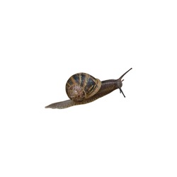 Garden snail Helix aspersa with decorated shell on its back, crawling animal isolated, clipping path