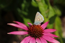 Common blue butterfly (Polyommatus icarus), feeding on a flower with underside visible