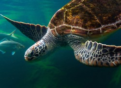 Sea turtles in the deep sea, a rare conservation animal that is abundant in Asia.