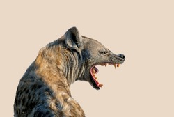 The Spotted hyena isolated on a clear  beige color background. It's turning its head in profile and open the mouth showing teeth in threat signal. Genus crocuta. Africa. 