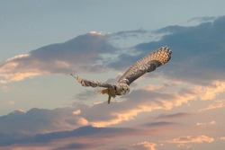 One Eurasian Eagle Owl or Eagle Owl. Flies with spread wings against a dramatic blue, purple, orange sky. Red eyes stare at you while he is hunting. Cloudscape, composite photo