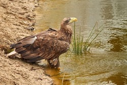 A sea eagle is drinking in the water. Water droplets leak from the beak. Reflection in the lake. Detailed, yellow beak brown feathers, animal themes