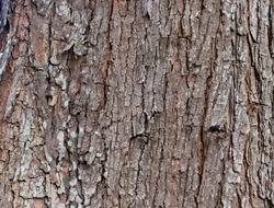 Closeup Tree Bark Texture For Background  , Old Wood Tree background surface  natural pattern