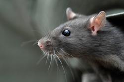 Head of young common rat